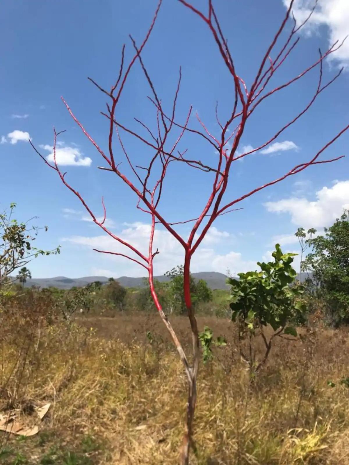 Chacara Canto Da Mata Cavalcante Luaran gambar